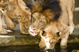 herefordshire zoo